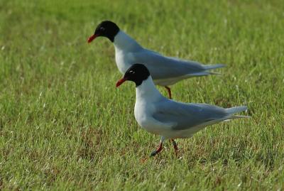 Meditteranean gull - Larus melanocephalus