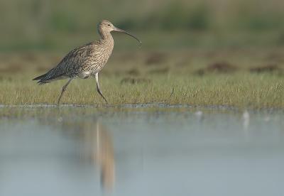 Curlew - Numenius arquata