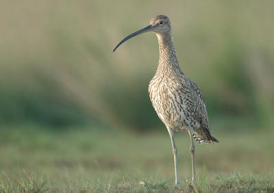 Curlew - Numenius arquata
