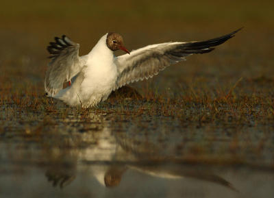 Black-headed gull - Larus ridibundus