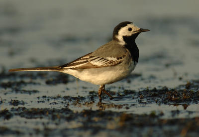 White wagtail - Motacilla alba alba