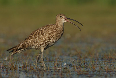 Curlew - Numenius arquata
