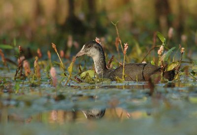 Coot - Fulica atra