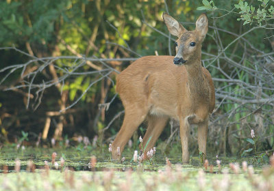 Roe deer - Capreolus capreolus - 25/07/06