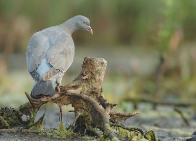 Wood dove - Columba palumbus