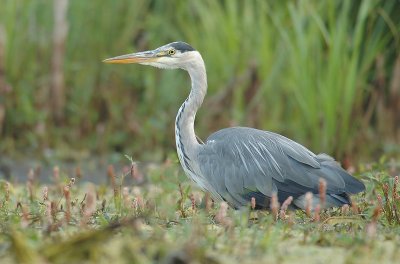 Grey heron - Ardea cinerea