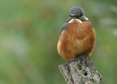 Kingfisher - Alcedo atthis