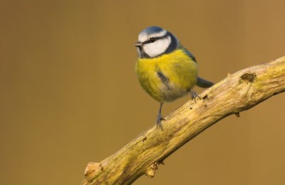 Blue tit - Parus caeruleus
