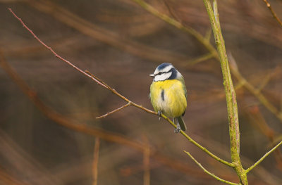 Blue tit - Parus caeruleus