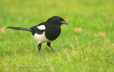 Magpie - Pica pica