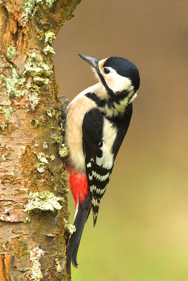 Great spotted woodpecker - Dendrocopus major