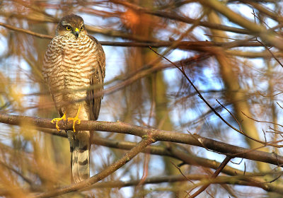 Sparrowhawk - Accipiter nisus