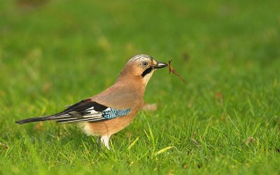 Jay - Garrulus glandarius