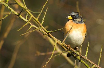 Brambling - Fringilla montifringilla