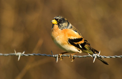 Brambling - Fringilla montifringilla