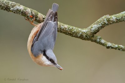 Nuthatch - Boomklever