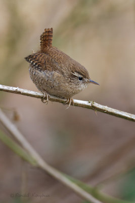 Wren - Winterkoning