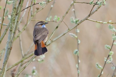 Bluethroath - Blauwborst