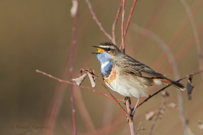 Bluethroath - Blauwborst