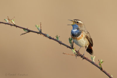 Bluethroath - Blauwborst