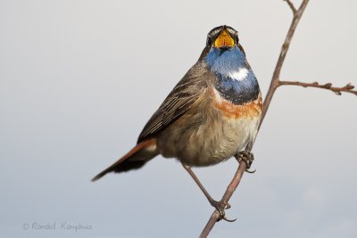 Bluethroath - Blauwborst