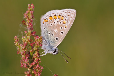 Common Blue - Icarusblauwtje