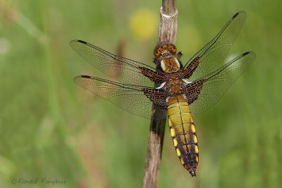 Four-spotted Chaser - Viervlek