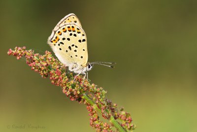 Sooty copper - Bruine vuurvlinder