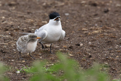 Sandwich Tern - Grote Stern