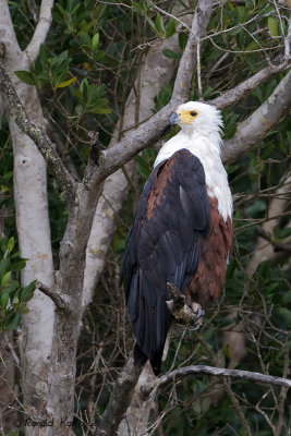 African fisheagle - Afrikaanse zeearend