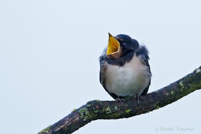 Barnswallow - Boerenzwaluw