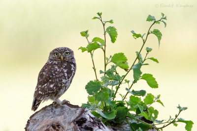 Little Owl - Steenuil