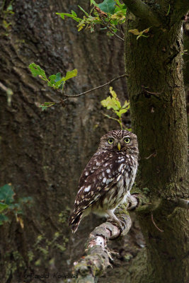 Little Owl - Steenuil