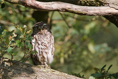 Little Owl - Steenuil