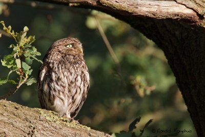 Little Owl - Steenuil