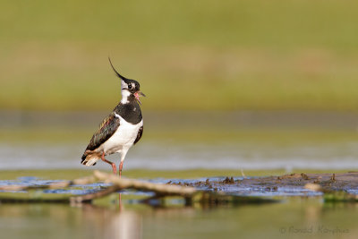 Lapwing - Kievit