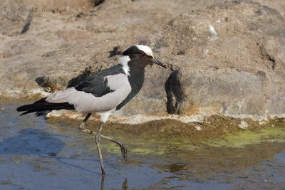 Blacksmith Plover - Smidsplevier