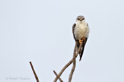 Black-shouldered Kite - Grijze wouw