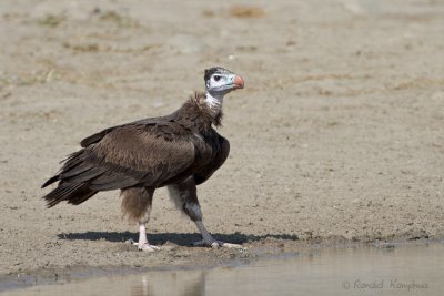 White-headed Vulture - Witkopgier