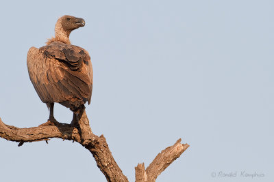 White Backed Vulture - Witruggier