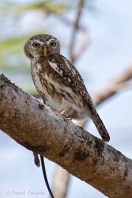 Pearlspotted owl - Geparelde dwerguil
