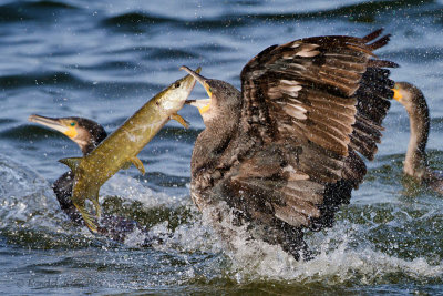Cormorant - Aalscholver