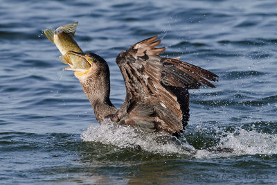 Cormorant - Aalscholver