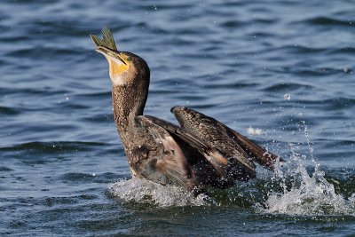 Cormorant - Aalscholver