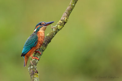 Kingfisher - ijsvogel