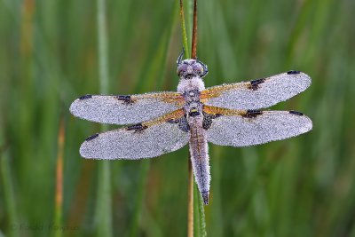 Four  spotted Chaser - Viervlek
