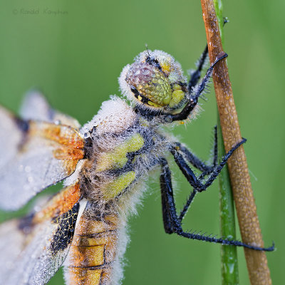 Four  spotted Chaser - Viervlek