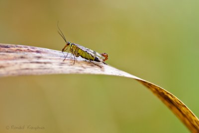 Scorpion Fly - Schorpioenvlieg