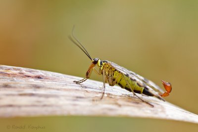 Scorpion Fly - Schorpioenvlieg