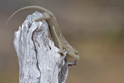 Flap-neck Chameleon - Lappenkameleon